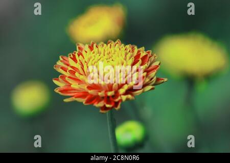 Schöne saisonale Blume Chrysantheme (Chrysantheme morifolium) blühenden, West bengalen in indien Stockfoto