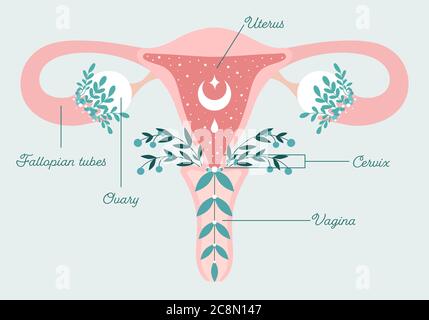 Patientenfreundliches florales Schema von gesunder Gebärmutter und Eierstock. Frauen Gesundheit, Weiblichkeit Symbol. Gebärmutter in Blumen Stock Vektor