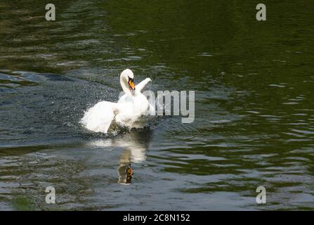 Stumme Schwan (Cygnus olor) Verhalten, Reinigung Es ist Gefieder durch Spritzwasser, Stockfoto