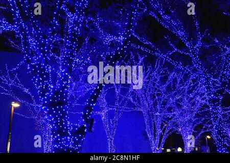 Weihnachtsbeleuchtung, die die Bäume am Straßenrand der Stadt schmücken Stockfoto