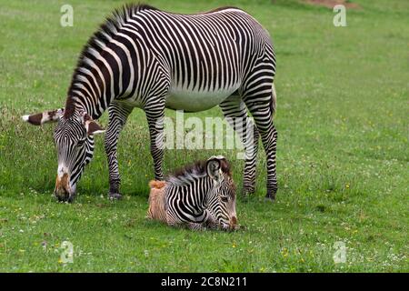 Grevvvvys Zebra mit ihrem drei Wochen alten Fohlen Stockfoto