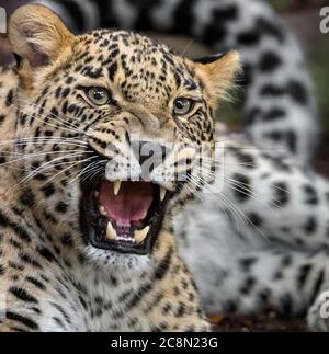 Persischer leopard Stockfoto