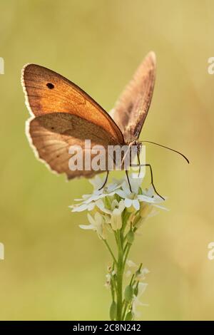 Kleiner Heideschmetterling (Coenonympha lyllus), der im Sommer auf der Blüte thront Stockfoto