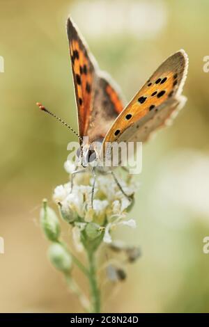 Kleiner Kupferschmetterling (Lycaena phlaeas), der in der Sommernatur auf weißer Blume sitzt. Stockfoto