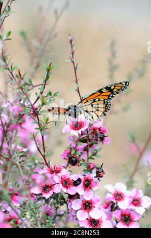 Monarch Butterfly, Danaus plexippus, Fütterung von einer australischen einheimischen rosa Teebaumblume, Leptospermum scoparium. Stockfoto