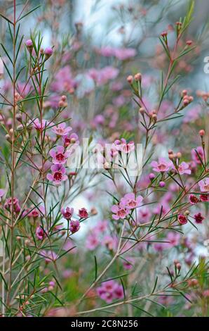 Rosa Blüten der australischen Ureinwohner Geraldton Wax, Chamelaucium uncinatum, Familie Myrtaceae, endemisch in Western Australia. Winterblüher. Stockfoto