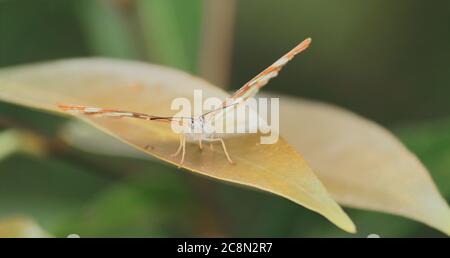 Gewöhnlicher Seemann Schmetterling oder Neptis hylas sitzt auf einem Blatt, in einem Regenwald, Landschaft von indien Stockfoto