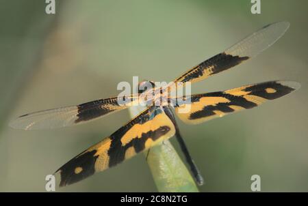 Eine weibliche gemeinsame Bild Flügel Libelle (rhyothemis variegata) auf einem Blatt sitzend, Landschaft von West-bengalen in indien Stockfoto