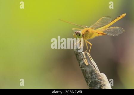 Weibliche Grabenjuwel-Libelle (brachythemis contaminata), die auf einem Ast, auf dem Land von westbengalen in indien sitzt Stockfoto