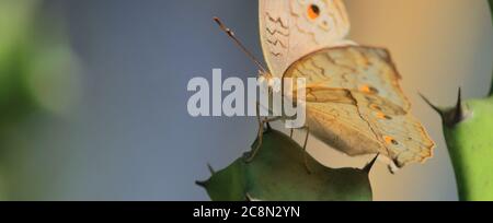 Nahaufnahme eines grauen Stiefmütterchenschmetterlings (Junonia atlies), Landschaft von westbengalen in indien Stockfoto