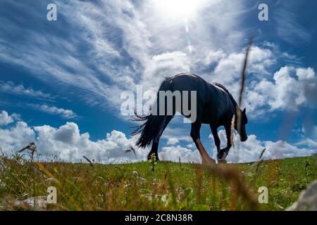 Irische Landschaft mit schwarzem Pferd in der Grafschaft Donegal. Stockfoto