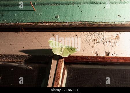 Lebende Natur, eine schöne Motte sitzt auf dem Fensterrahmen im Dunkeln. Foto aufgenommen in der Nähe des Uvilda Sees, Tscheljabinsk Region, Russland. Stockfoto