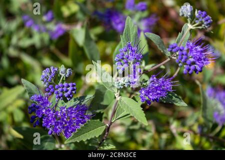 Lila Blume mit grünen Blättern. Phacelia tanacetifolia ist eine Art von Phacelia, die unter den gebräuchlichen Namen lacy phacelia, blue tansy oder purple tansy bekannt ist. B Stockfoto