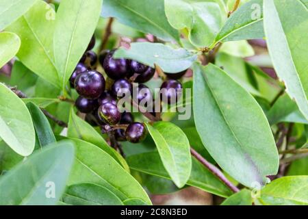 Frische Bio Heidelbeeren auf den Busch. Lebendige Farben. Stockfoto