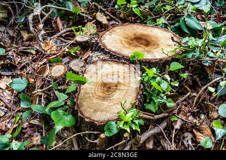 Nahaufnahme von zwei Baumstümpfen in der Ansicht von schräg oben mit ausgeprägter Oberflächenstruktur und umgeben von grünem Efeu. Stockfoto