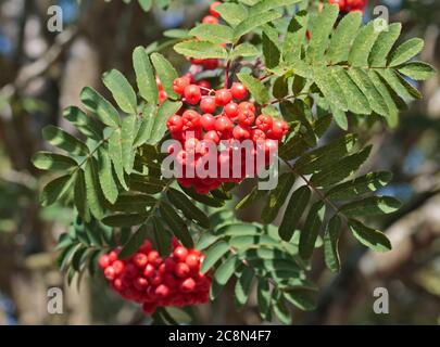 Rowan-Beeren (Bergasche) Stockfoto