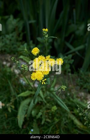 Crepis capillaris in Blüte Stockfoto