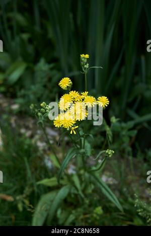 Crepis capillaris in Blüte Stockfoto