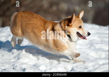 welsh Corgi jagt jemanden Stockfoto