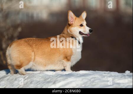 welsh Corgi pembroke im Winter Stockfoto