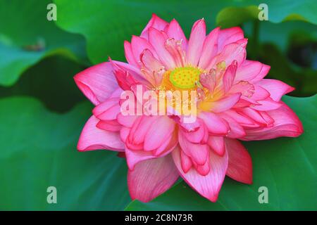 Pfingstrose Lotusblume Nahaufnahme, schöne rosa Pfingstrose Lotusblume blüht im Teich Stockfoto