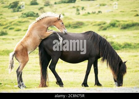 Darmoor Pony und Fohlen auf dem Moor hinten beleuchtet Stockfoto