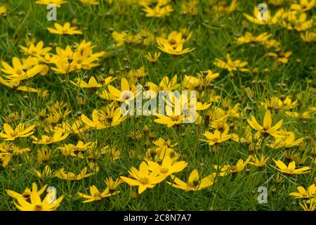 Coreopsis verticillata Golden Grain Tickseed Threadleaf Tickseed whrled Tickseed in Blume Stockfoto