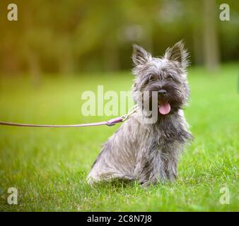 cairn Terrier auf einem Spaziergang im Sommerpark Stockfoto