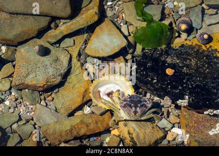 Carcinus maenas Schlemmen auf Patella vulgata im Steinpool, Devon, Großbritannien. Stockfoto