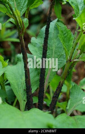 Blackfly auf einer Dahlia Pflanze. Stockfoto