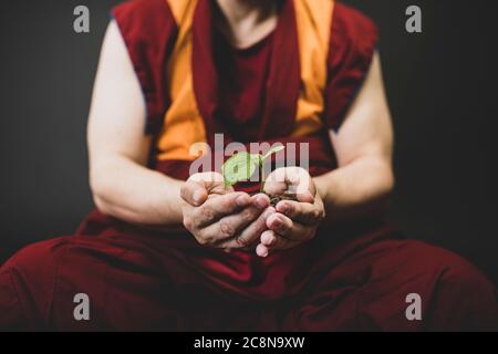 Der Mönch hält die Pflanze in der Hand. Ökologie Konzept und Pflege für die Natur Stockfoto