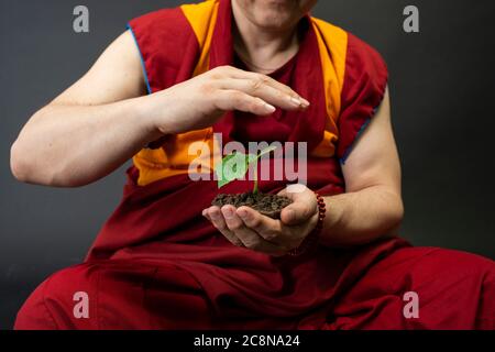 Der Mönch hält die Pflanze in der Hand. Ökologie Konzept und Pflege für die Natur Stockfoto