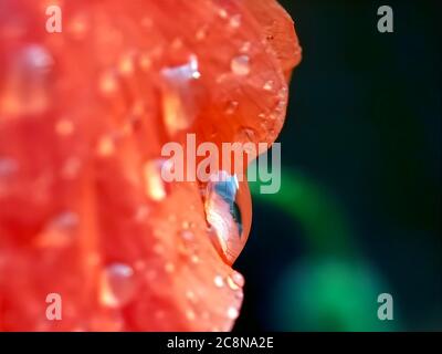 Wasser tropft auf eine rote Mohnblume Stockfoto