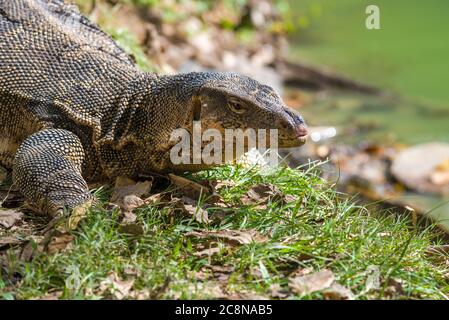 Porträt der gestreiften Warane (Varanus-Salvator) aus dem Lumpini-Park an einem sonnigen Tag. Bangkok, Thailand Stockfoto