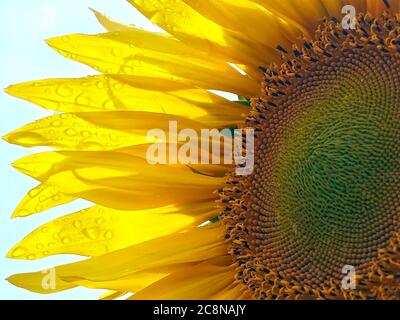 Wasser tropft auf eine gelbe Sonnenblume Stockfoto