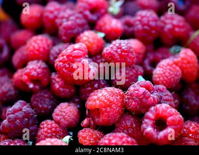 Schöne Auswahl an frisch gepflückten reifen roten Himbeeren. Bio aus meinem Garten. Stockfoto