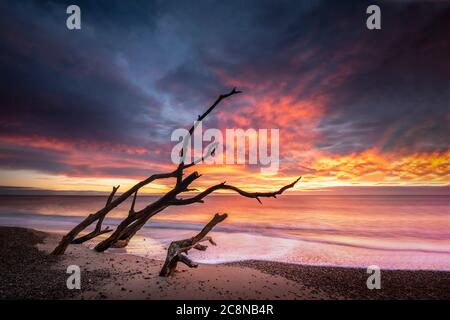 Ein toter Baum, der aussieht wie sein Feuer auf Benacre Strand bei Sonnenaufgang. Stockfoto