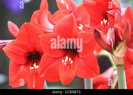 Rote Amaryllis (holländische Amaryllis, Rittersternlilie, südafrikanische Amaryllis), Nahaufnahme von roten Amaryllis Blumen, die im Garten blühen Stockfoto