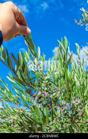 Hand pflückt die Früchte des Olivenbaums. Bunte Olivenbaum auf blauem Himmel Hintergrund. Olivenernte am wolkigen Himmel. Stockfoto