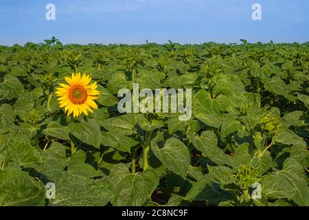 Zuerst eine gelbe Sonnenblume auf dem grünen Feld. Motivationskonzept. Landwirtschaft. Erfolg erzielen. Start, Start des Wachstums. Sonnenblumenöl Stockfoto