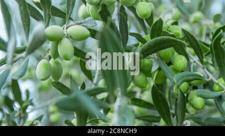 Olivenzweig mit grünen jungen Oliven auf verschwommenem Hintergrund. Grüne Oliven auf Olivenbaum. Zweig mit Olivenfrüchten. Platz für Text kopieren. Natürliche Oliven Stockfoto
