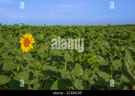 Zuerst eine gelbe Sonnenblume auf dem grünen Feld. Motivationskonzept. Landwirtschaft. Erfolg erzielen. Start, Start des Wachstums. Sonnenblumenöl Stockfoto