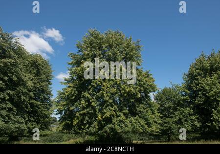 Avenue of Common Lime Trees (Tilia x europaea) wächst in einem Park in Rural Devon, England, Großbritannien Stockfoto