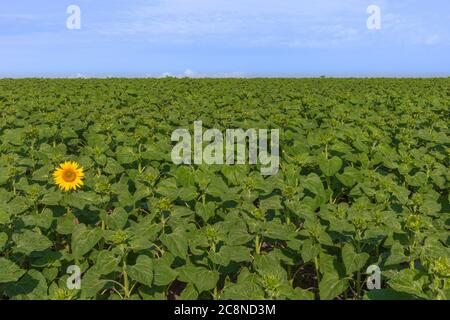 Zuerst eine gelbe Sonnenblume auf dem grünen Feld. Motivationskonzept. Landwirtschaft. Erfolg erzielen. Start, Start des Wachstums. Sonnenblumenöl Stockfoto