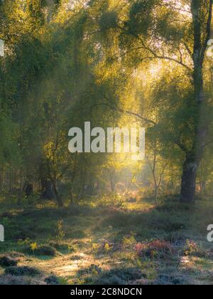 Fangen Sie das frühe Morgenlicht, wie es durch neblige Bäume scheint. Stockfoto