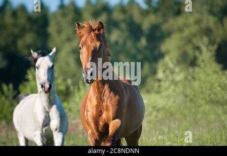 Pferde laufen auf Freiheit im Wald Stockfoto
