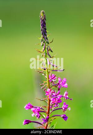 Schöne Rosebay Willowherb (Chamerion angustifolium) in voller Blüte und fotografiert vor einem unscharf grünen Hintergrund Stockfoto