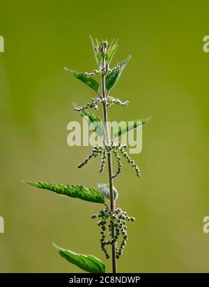 Gewöhnliche Brennnessel (Urtica dioica) auch bekannt als Brennnessel fotografiert vor einem schlichten grünen Hintergrund Stockfoto