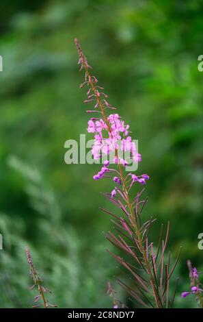 Schöne Rosebay Willowherb (Chamerion angustifolium) in voller Blüte und fotografiert vor einem unscharf grünen Hintergrund Stockfoto