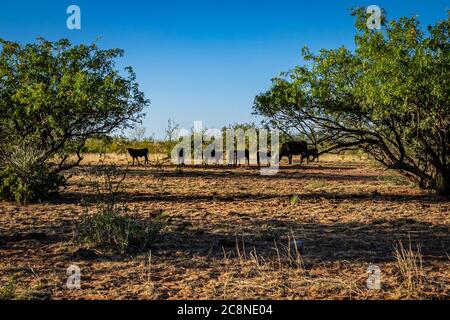 Eine Angus Kuh und mehrere Kälber weiden auf dem offenen Bereich in Cochise County, Arizona. Stockfoto